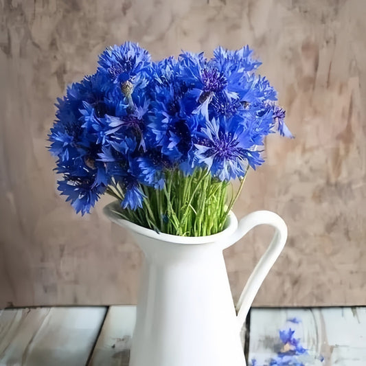 Blue Double-Petal Cornflower Seeds - Centaurea Cyanus
