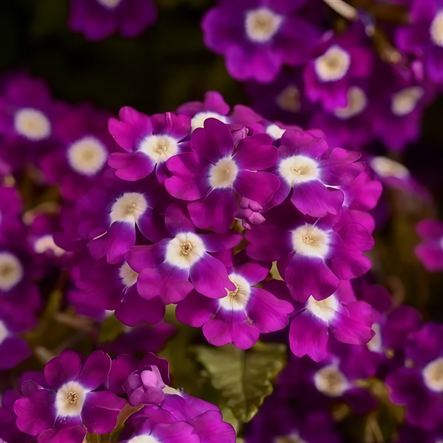 Glandularia Hybrida 'Purplish Red' Garden Verbena Seeds