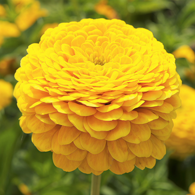 Zinnia Elegans 'Yellow' Bright Bloom Seeds