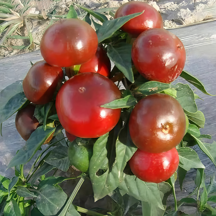 Capsicum annuum var. annuum 'Large Red' Bell Pepper Seeds