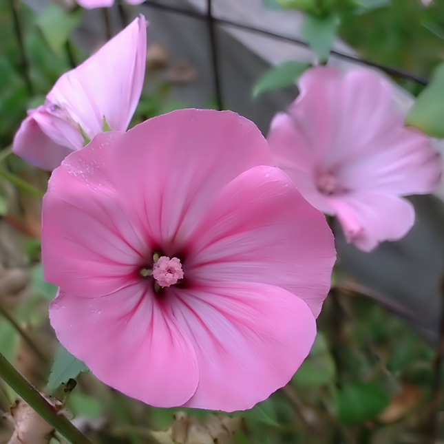 Lavatera Arborea 'Light Rose' Tree Mallow Seeds