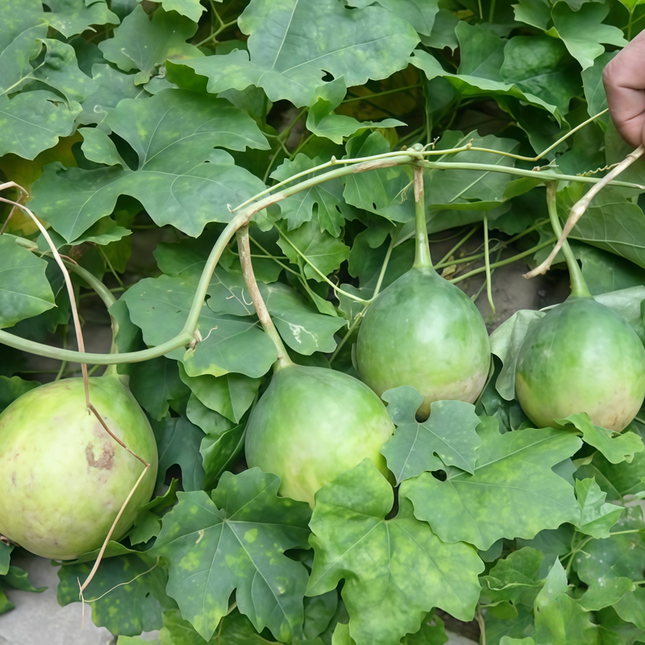 Trichosanthes kirilowii ‘Snakegourd’ Ornamental Climbing Vine Seeds