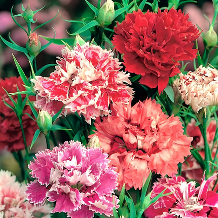 Dianthus 'Color Mix' Ornamental Seeds