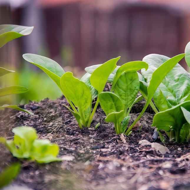 Spinacia oleracea 'Spinach' Leafy Green Seeds