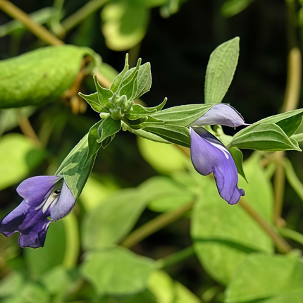 Polygala tenuifolia ‘Thinleaf Milkwort’ Ornamental Perennial Seeds