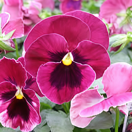Viola Cornuta 'Wine Red Spots' Burgundy Viola Seeds