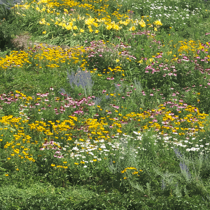 Summer Style Flower Combination Mix Seeds