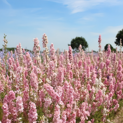 Delphinium Elatum 'Pink' Cottage Garden Seeds