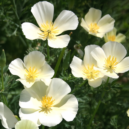 Eschscholzia Californica 'Milky White' Elegant Poppy Seeds