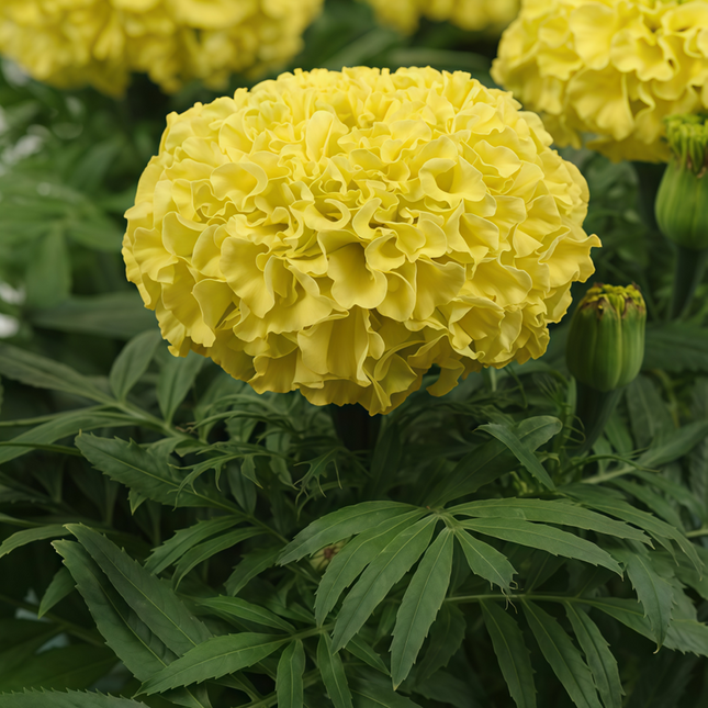 Tagetes Erecta 'Cream' African Marigold Seeds