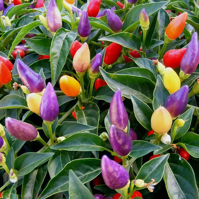 Capsicum annuum var. annuum 'Pearl' White Pepper Seeds