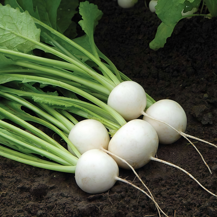 Raphanus sativus 'White Radish' Daikon-Type Seeds