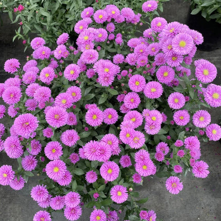 Aster Novi-Belgii 'Purple Red' Bi-Color Seeds