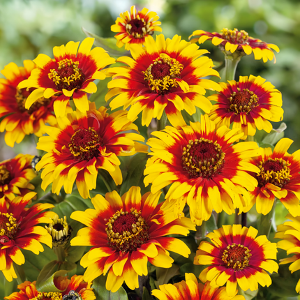 Zinnia Elegans 'Red Yellow Gradient' Bicolor Seeds