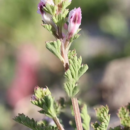 Corydalis bungeana ‘Bunge’s Corydalis’ Decorative Poppy-Family Seeds