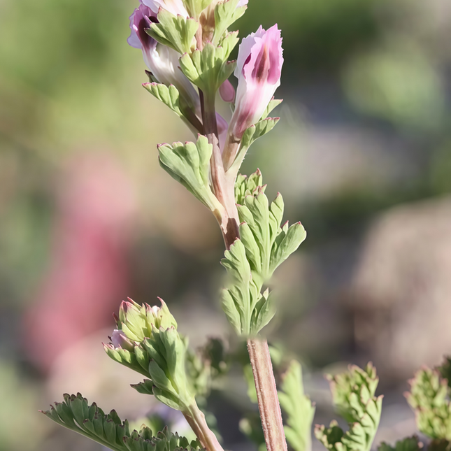 Corydalis bungeana ‘Bunge’s Corydalis’ Decorative Poppy-Family Seeds