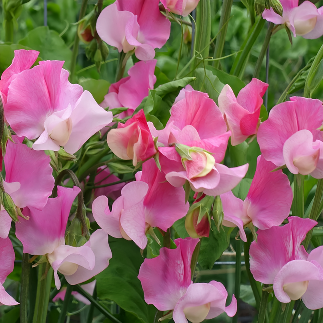 Lathyrus Odoratus 'Pink' Fragrant Seeds