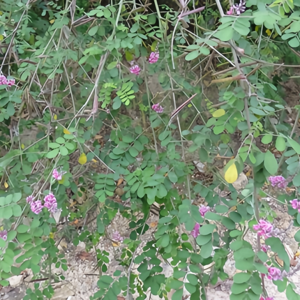 Indigofera amblyantha 'Pink Indigo' Ornamental Shrub Seeds