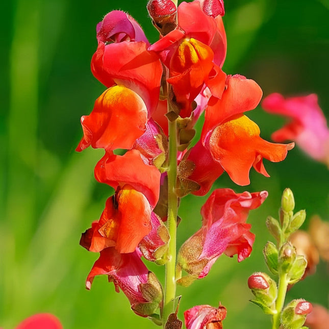 Antirrhinum Majus 'Orange-Red' Two-Tone Bloom Seeds