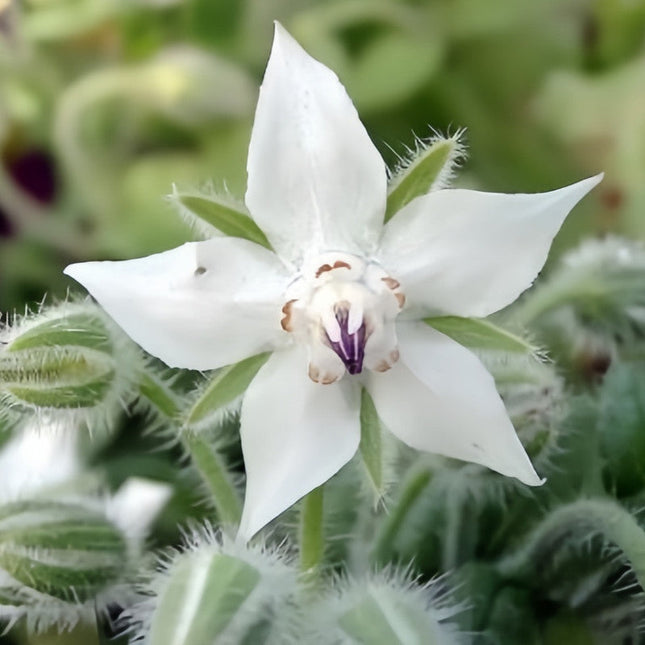Borago Officinalis 'White' Ornamental Borage Seeds