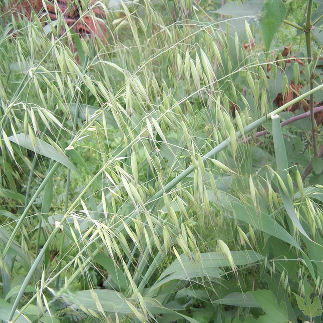 Elymus trachycaulus 'Slender WG' Wheatgrass Erosion Control Seeds