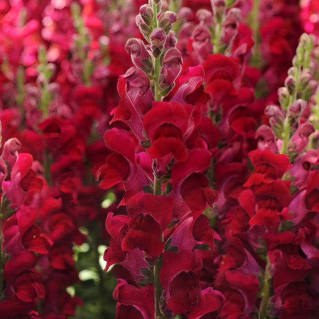 Antirrhinum Majus 'Dark Red' Burgundy Bloom Seeds