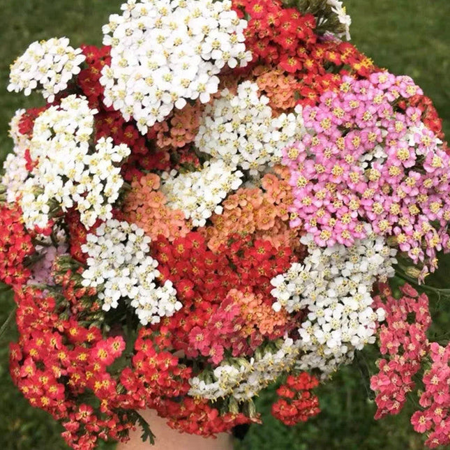 Achillea Millefolium 'Mix' Elegant Yarrow Seeds