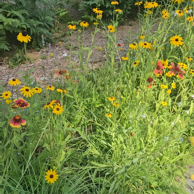 Classic Flower Garden Combination Mix Seeds