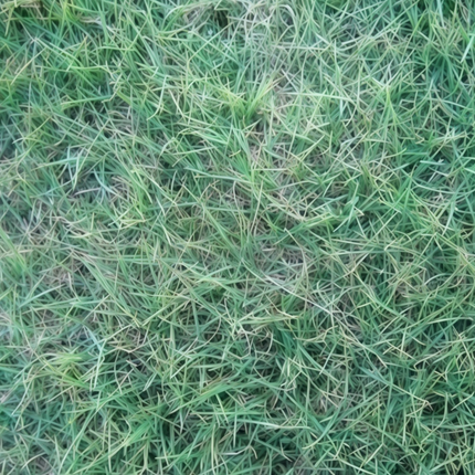 Poa pratensis 'Common Hulled' Kentucky Bluegrass Seeds