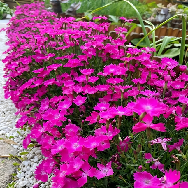 Dianthus 'Rose Red' Ornamental Seeds