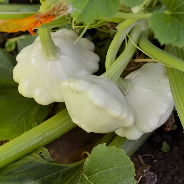 Cucurbita moschata 'Runner-Up White' Pale Winter Squash Seeds