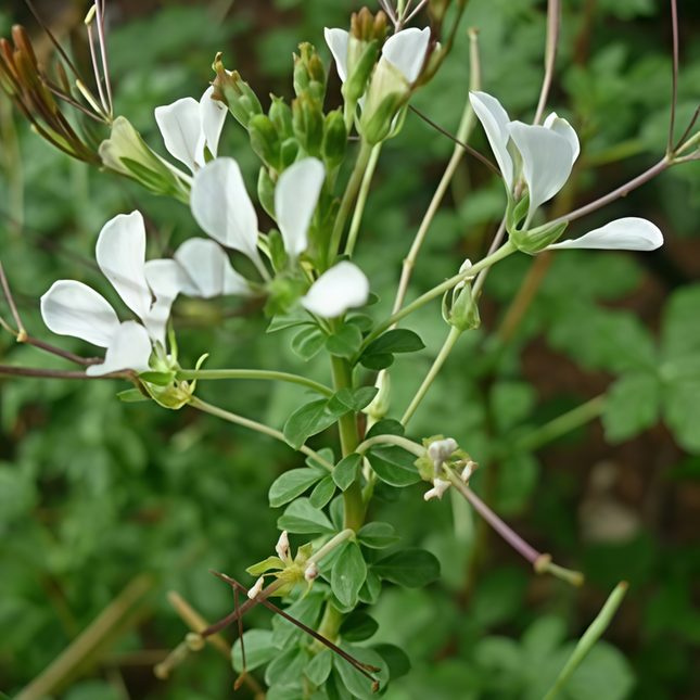 Cleome gynandra ‘Spider Plant’ African Leafy Green Seeds