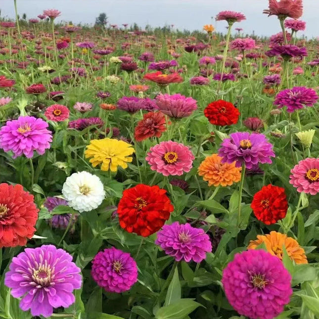 Zinnia Elegans 'Soft Pink' Ornamental Flower Seeds