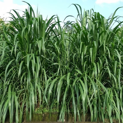 Sorghum x drummondii 'Sudangrass' Forage & Cover Crop Seeds