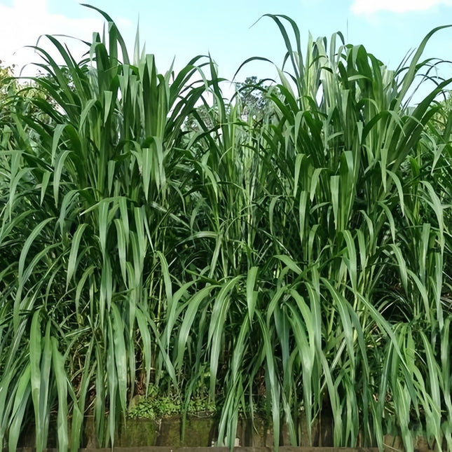 Sorghum x drummondii 'Sudangrass' Forage & Cover Crop Seeds