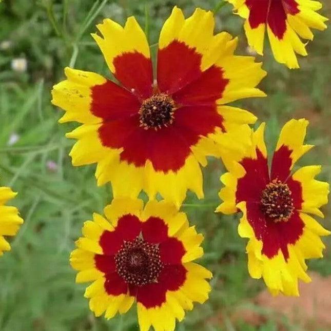 Sanvitalia Procumbens 'Yellow' Creeping Sunflower Seeds