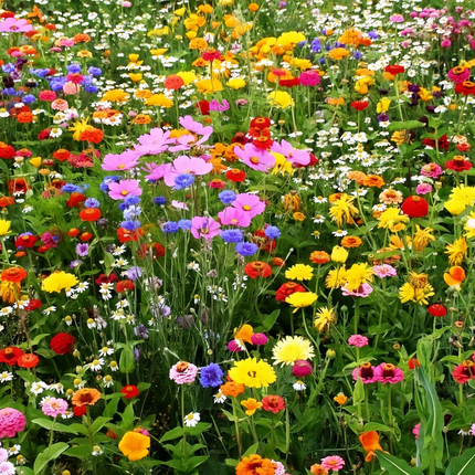 Cold Resistant Dwarf Flower Combination Mix Seeds