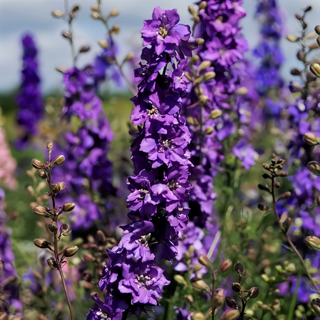 Delphinium Elatum 'Blue' Majestic Seeds