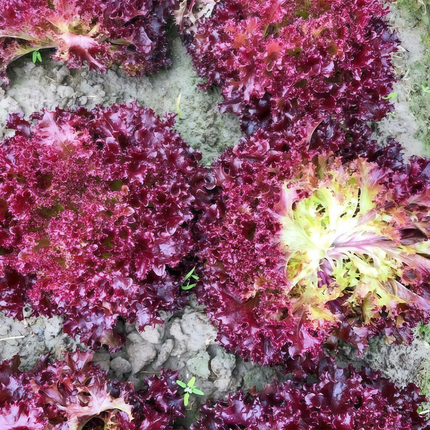 Lactuca sativa 'Red Leaf' Lettuce Seeds