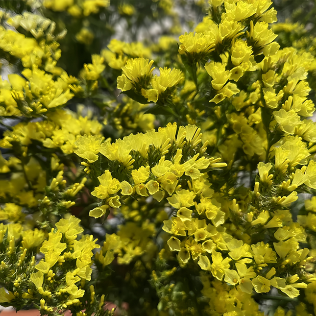 Limonium Sinuatum 'Yellow' Everlasting Flowers Seeds