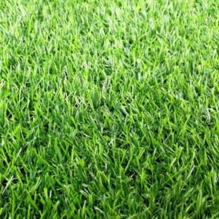 Trifolium repens 'Pixie' White Clover Variety Seeds