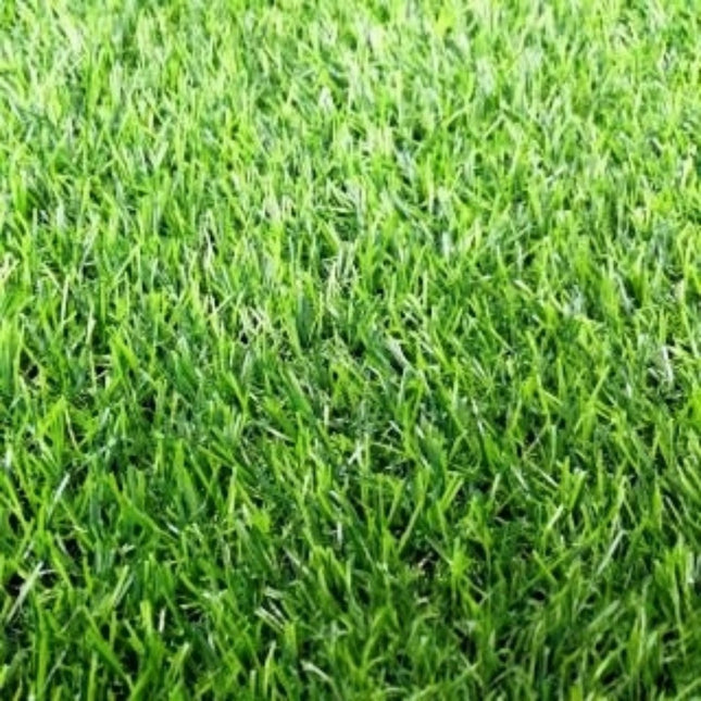 Trifolium repens 'Pixie' White Clover Variety Seeds