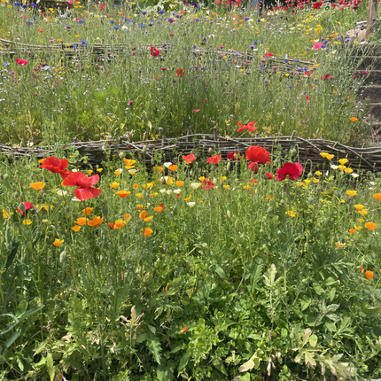 Seasonal Bloom Flower Combination Mix Seeds