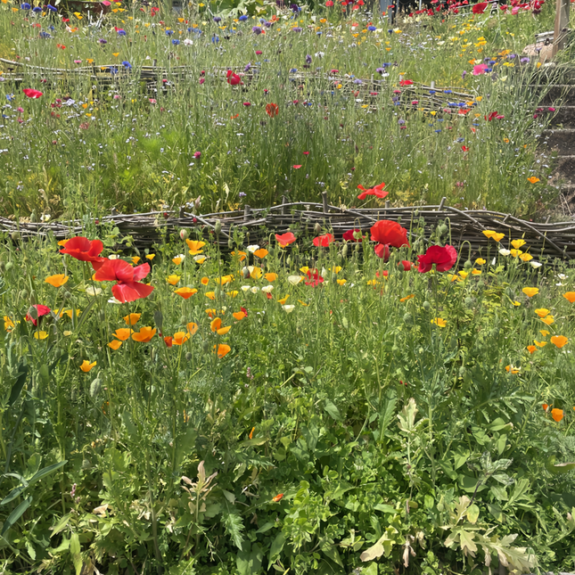 Seasonal Bloom Flower Combination Mix Seeds