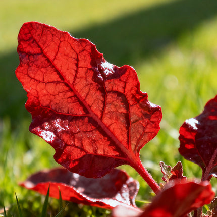 Atriplex Hortensis 'Red' Ornamental Foliage Seeds