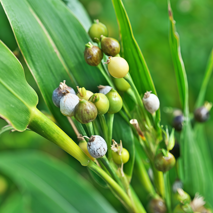 Coix lacryma-jobi 'Yellow' Job's Tears Seeds