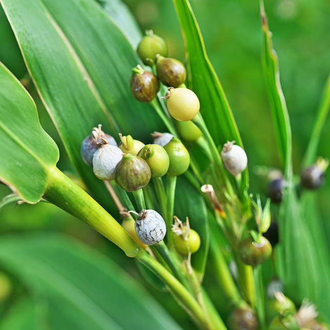 Coix lacryma-jobi 'Yellow' Job's Tears Seeds