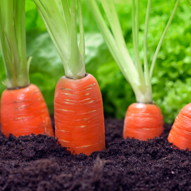 Daucus carota subsp. sativus 'Carrot' Root Vegetable Seeds