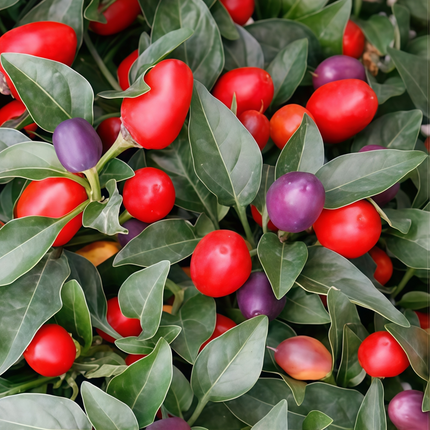 Capsicum annuum var. annuum 'Cherry' Sweet Pepper Seeds