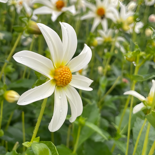 Dahlia Pinnata 'White' Pure Seeds